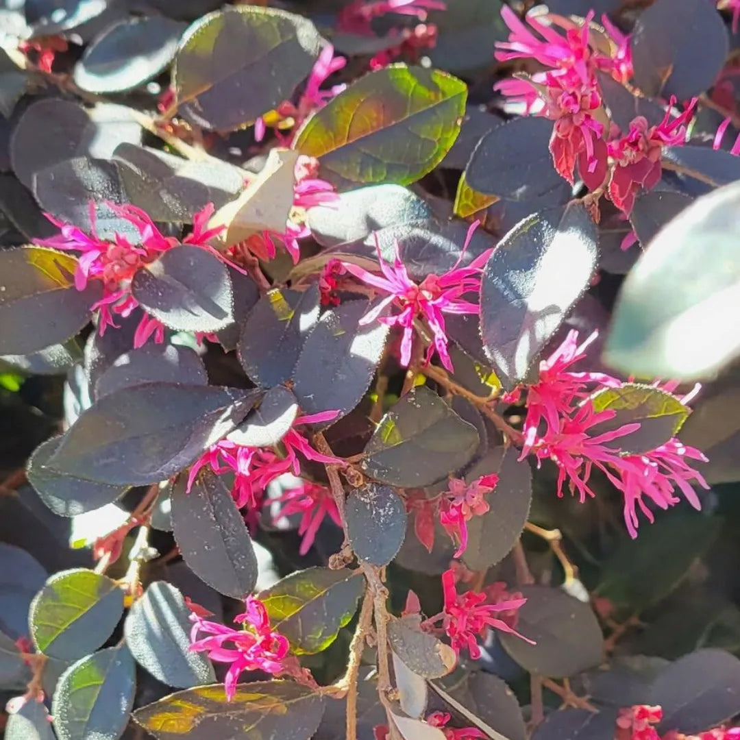 Red Loropetalum Flower Seeds for Planting - NON GMO Seeds