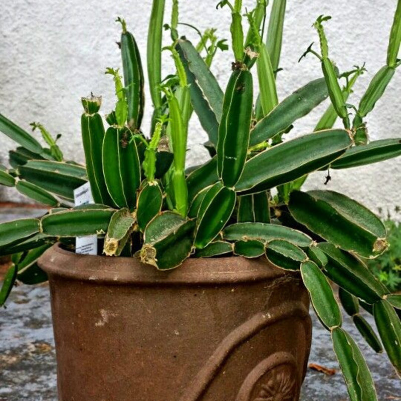Heirloom Cissus Plant Seeds, Non-GMO, Fast-Growing Climber for Indoor or Outdoor Gardens