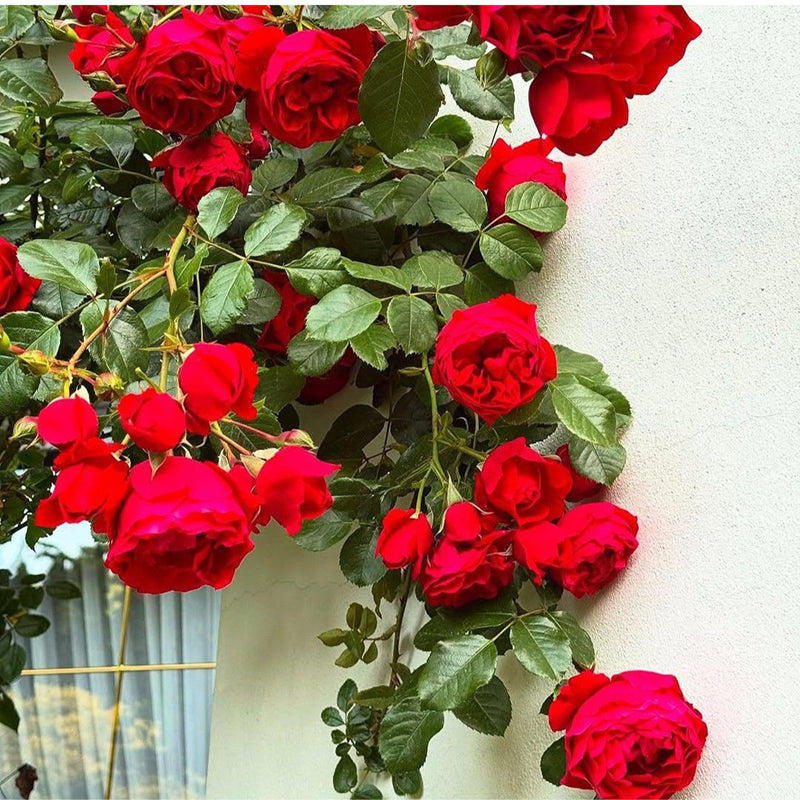 Heirloom Climbing Rose Flower Seeds for Planting – Non-GMO Seeds for Vertical Gardens