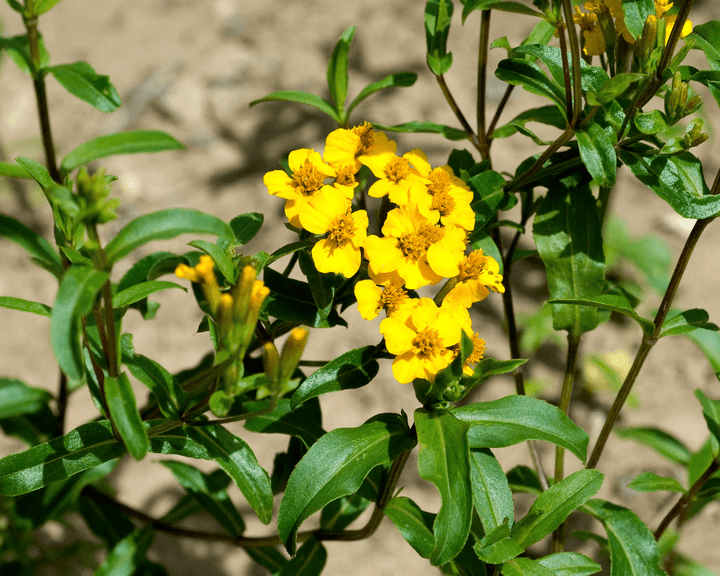 Heirloom Mint Marigold Flower Seeds, Non-GMO Fragrant Blooms for Herb and Garden Planting