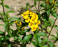 Heirloom Mint Marigold Flower Seeds, Non-GMO Fragrant Blooms for Herb and Garden Planting
