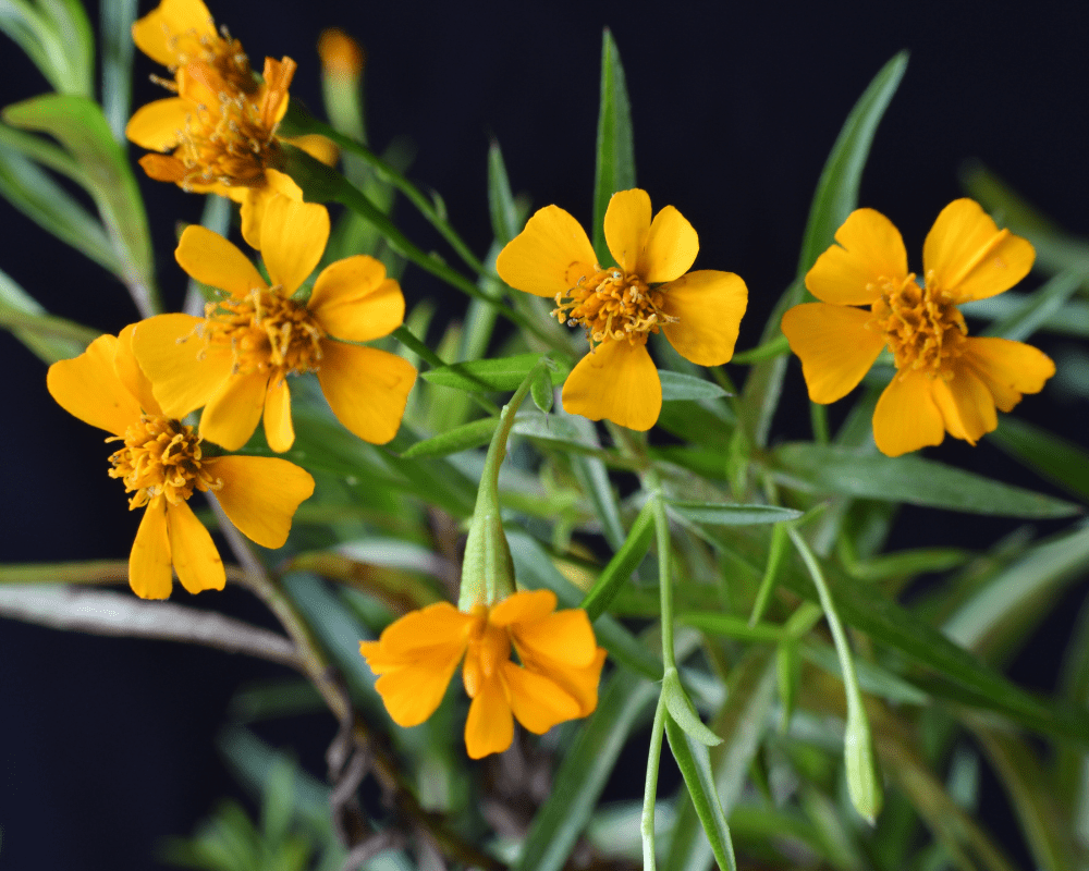 Heirloom Mint Marigold Flower Seeds, Non-GMO Fragrant Blooms for Herb and Garden Planting