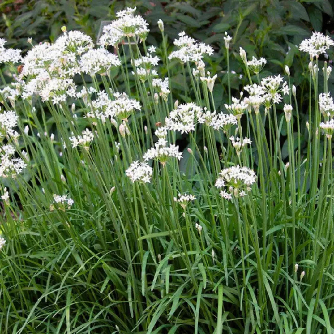 Healthy garlic chive plants growing in a sunny herb garden.
