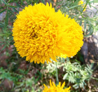 Chrysanthemum Marigold Flower Seeds for Planting 100 pcs -Hierloom Flower Seeds