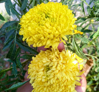 Chrysanthemum Marigold Flower Seeds for Planting 100 pcs -Hierloom Flower Seeds