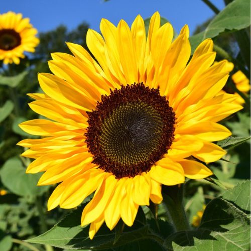 Heirloom Burst Sunflower Seeds – Non-GMO Vegetable Seeds for Planting