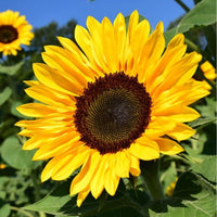 Heirloom Burst Sunflower Seeds – Non-GMO Vegetable Seeds for Planting