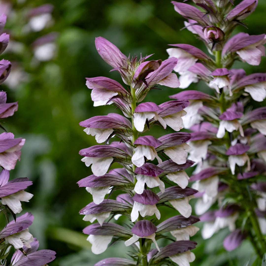 Bear's Breeches Plant Seeds for Planting NON GMO Seeds