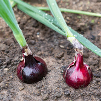 Red Shallot Onion plants growing in a raised garden bed