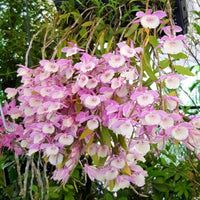 Heirloom Non-GMO Dendrobium Aphyllum Orchid Seeds | Fragrant Hooded Orchid Seeds for Tropical Gardens - Non-GMO for planting in home garden