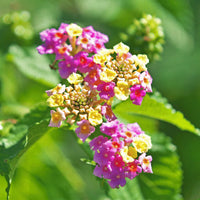 Camara (Camara scientific name) for planting in garden