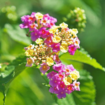 Camara (Camara scientific name) for planting in garden