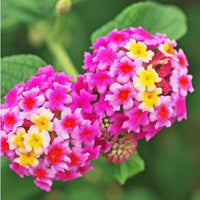Organic Camara Flower Seeds for Planting – Heirloom, Non-GMO