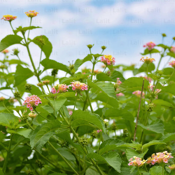 Organic Camara Flower Seeds for Planting – Heirloom, Non-GMO