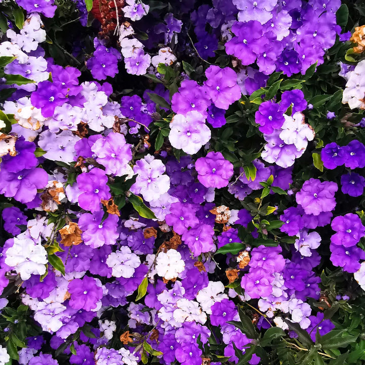 Brunfelsia Flower Seeds for Planting – Fragrant Blooms, Heirloom, Non-GMO Seeds