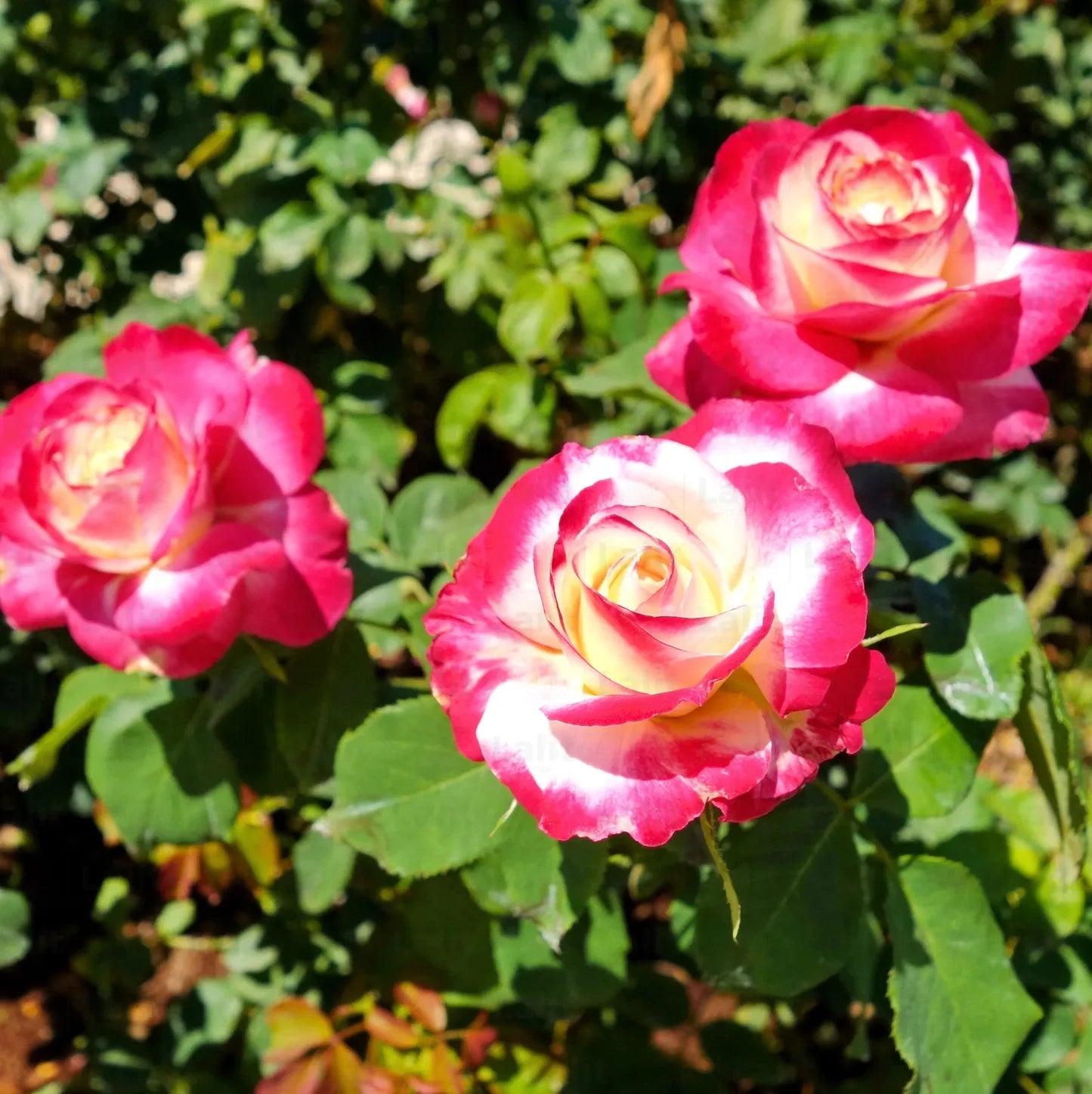 Double Delight Hybrid Tea Rose Seeds – Heirloom, Non-GMO Flower Seeds for Planting