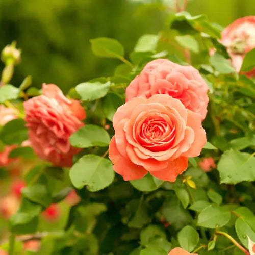 Climbing Rose Flower Seeds for Planting – 100 pcs, Heirloom, Non-GMO Garden Seeds
