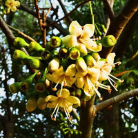 Green Ceiba Pentandra Flower Seeds for Planting - 100 pcs seeds for planting in home garden