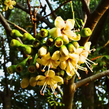 Green Ceiba Pentandra Flower Seeds for Planting - 100 pcs seeds for planting in home garden