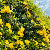 Heirloom Non-GMO Dolichandra Flower Seeds for Planting – Fast-Growing Climbing Ornamental Blooms