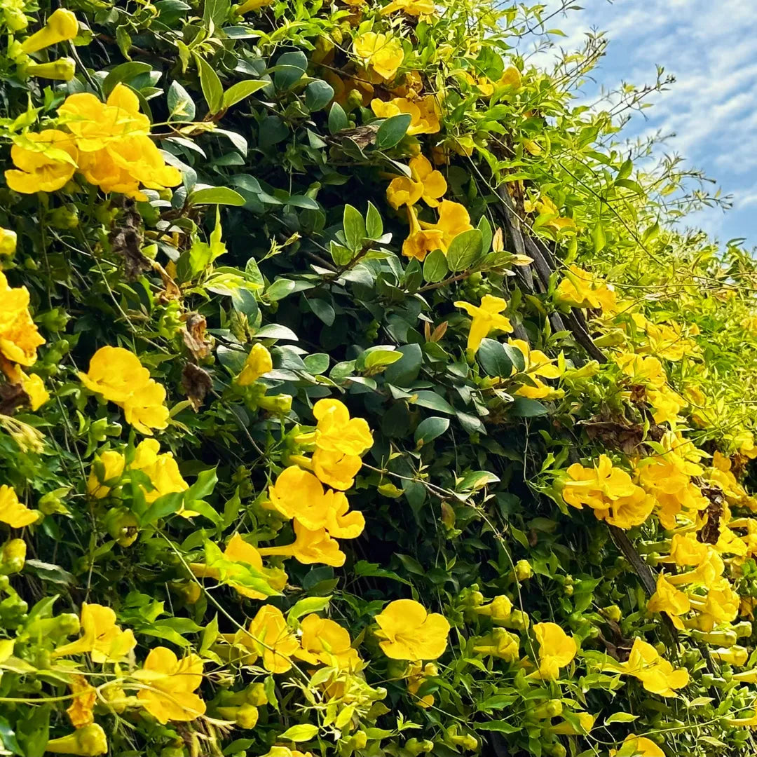 Heirloom Non-GMO Dolichandra Flower Seeds for Planting – Fast-Growing Climbing Ornamental Blooms - Non-GMO for planting in home garden