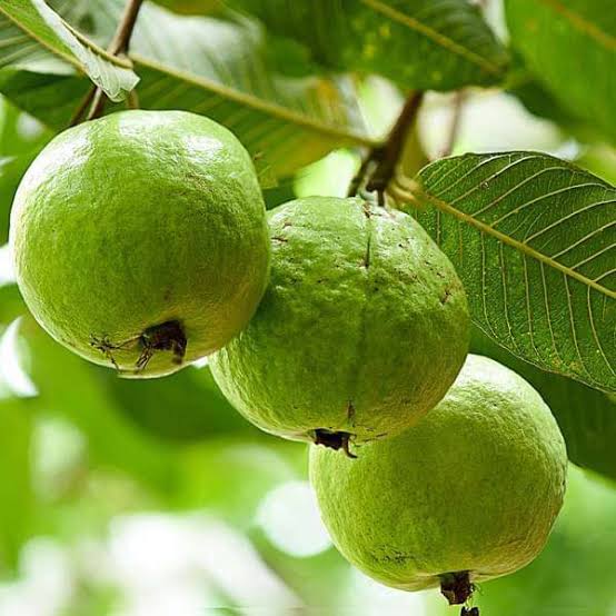 Thai white guava Psidium guajava seeds for urban fruit bed