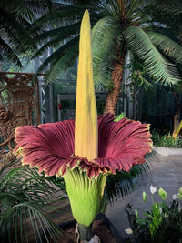 Purple Titan Arum Flower Seeds for Planting – Heirloom Non-GMO Exotic Ornamental Flower Seeds for Botanical Gardens & Tropical Collections