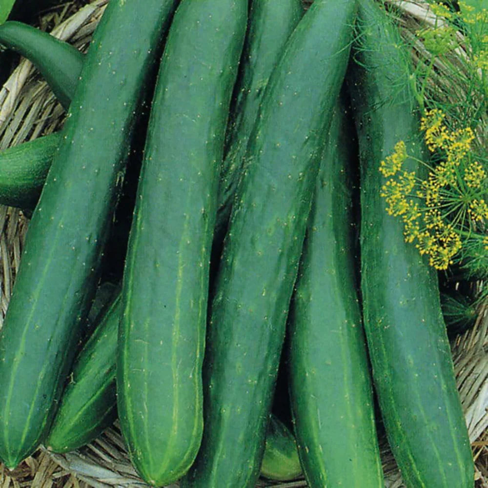 Indoor Cucumber Zozula Seeds – Compact Vegetable Plant for Home Growing