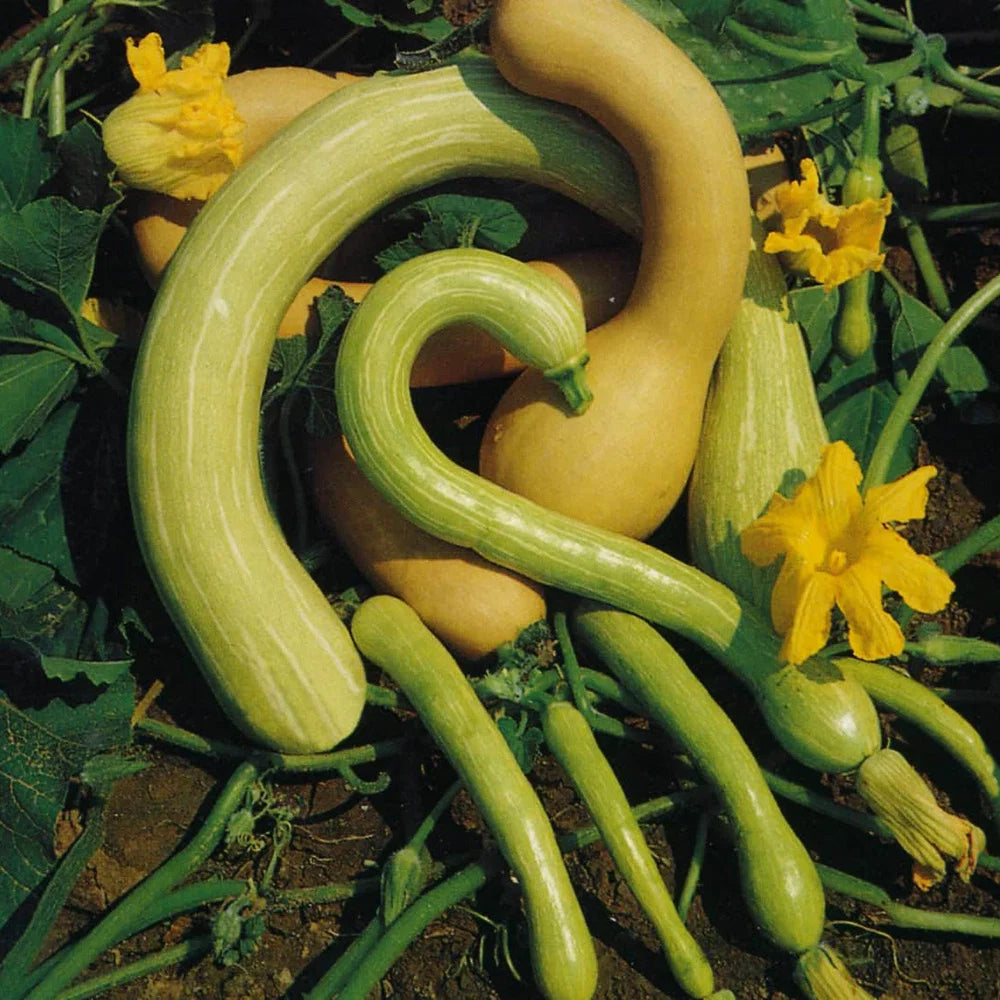 Tromboncino Squash (Zucchini Rampicante) Seeds for Home Garden Planting | Heirloom Non-GMO