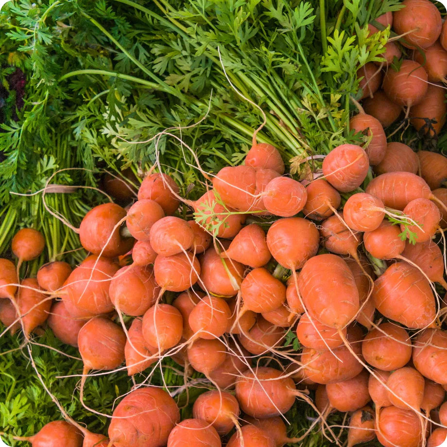 Parisian Carrot Seeds for Planting heirloom & Non-GMO Seeds