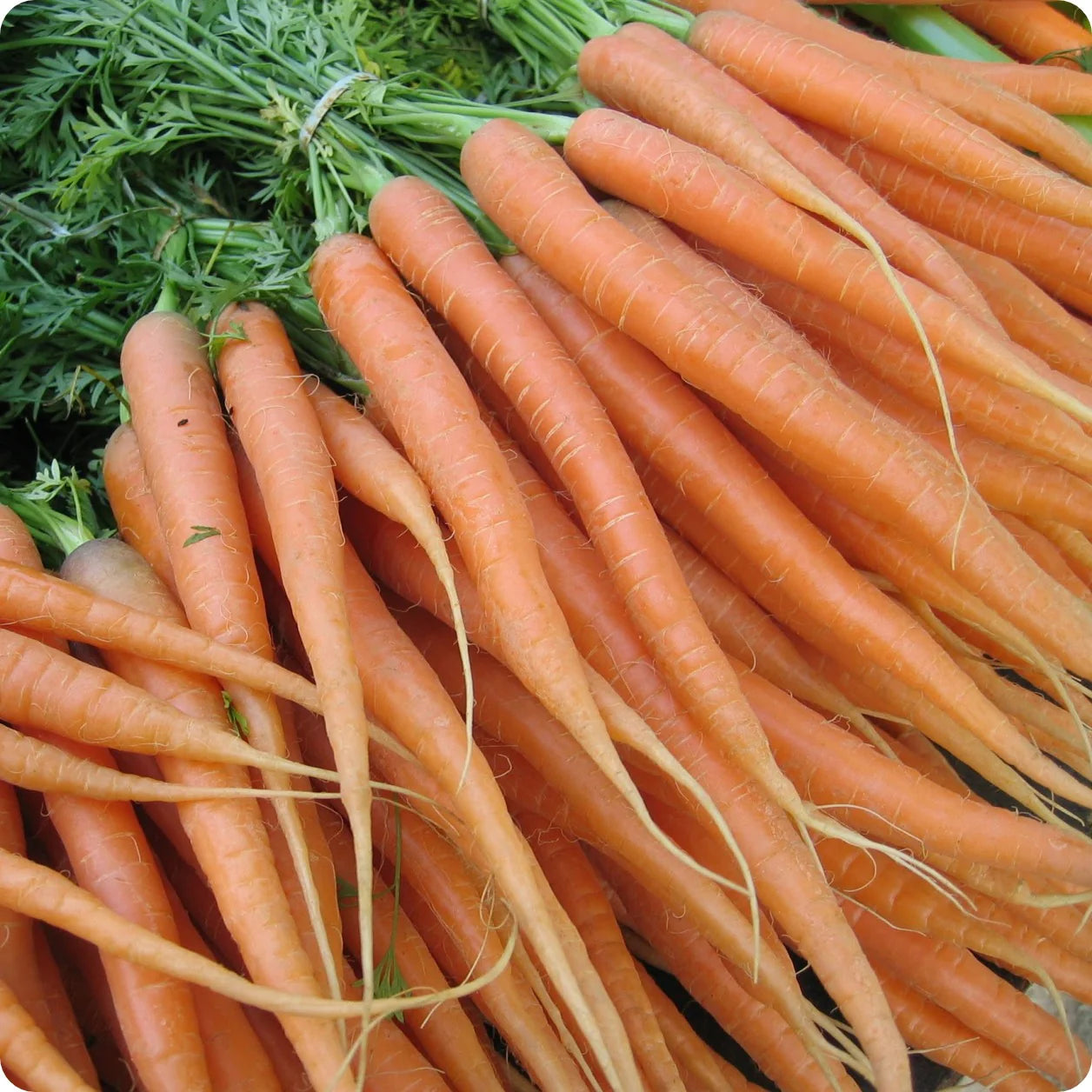 Little Finger Carrot Seeds Heirloom Vegetable for Home Garden Planting