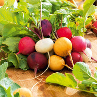 Heirloom multicolor radish seeds suitable for raised beds and containers.