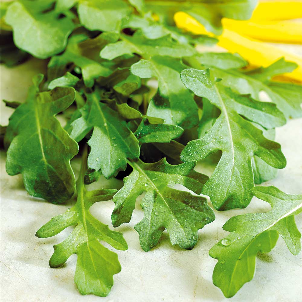 Rocket Plant Seeds for Planting, Fresh - NON GMO Seeds