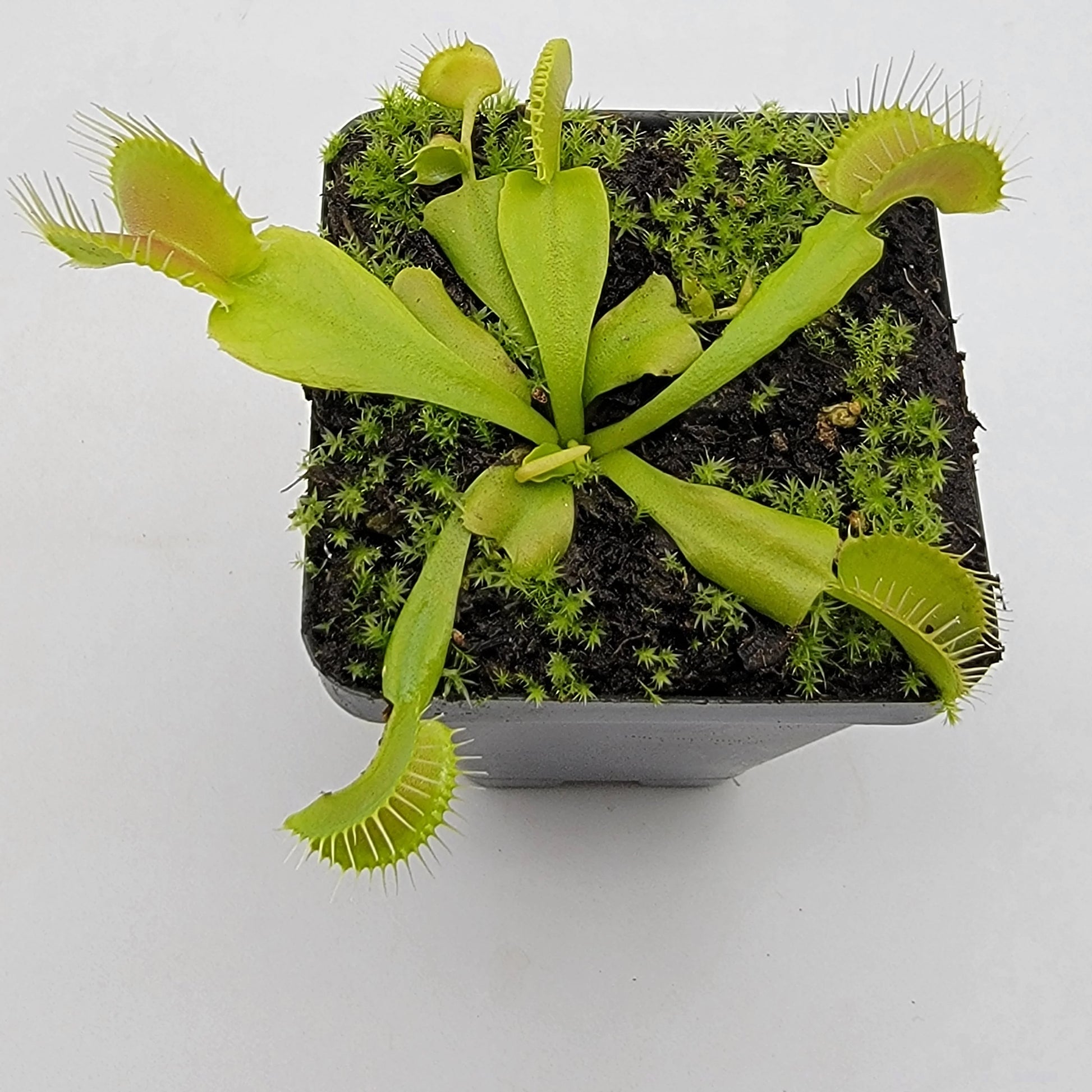 Green Venus Flytrap Live Carnivorous Plant for Insect Control & Home Decor