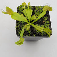 Green Venus Flytrap Live Carnivorous Plant for Insect Control & Home Decor