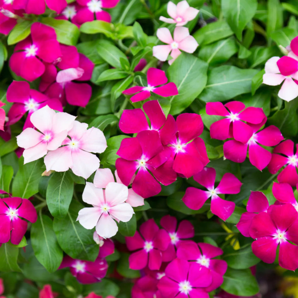 Fragrant Vinca Flower Seeds – Heirloom, Non-GMO Flower Seeds for Planting