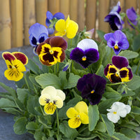Heirloom Swiss Giants Mix pansy flowers in garden borders