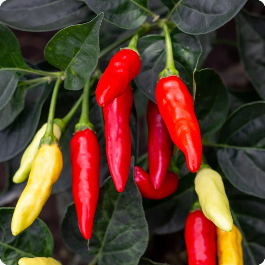 Tabasco Hot Pepper Seeds for Planting heirloom & Non-GMO Seeds