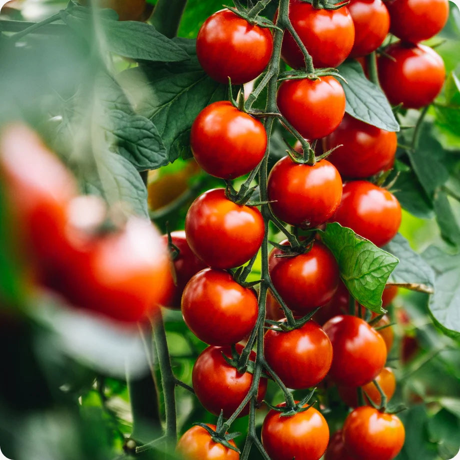 Birdie Rouge Red Cherry Tomato Seeds for Planting heirloom & Non-GMO Seeds