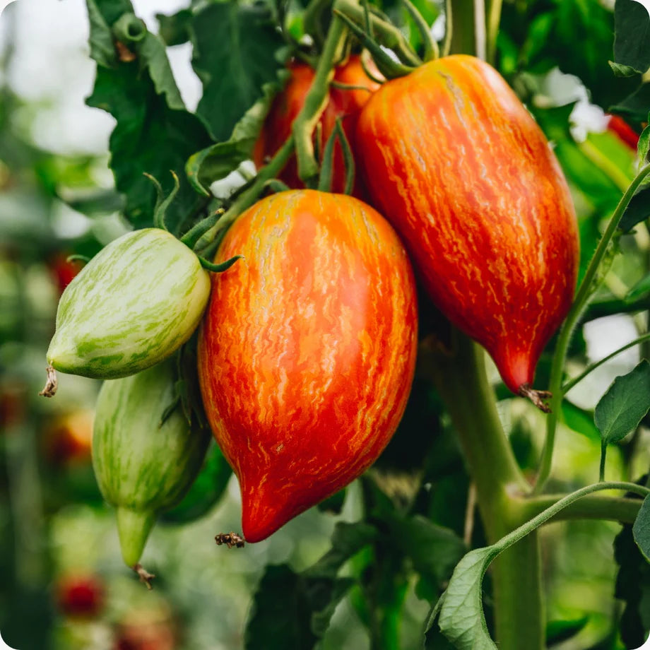 Red Speckle Tomato Seeds for Planting,heirloom & Non-GMO Seeds