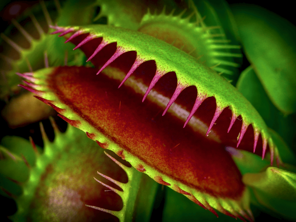 Heirloom Non-GMO Venus Plant Seeds for Unique Carnivorous Garden and Terrarium Planting