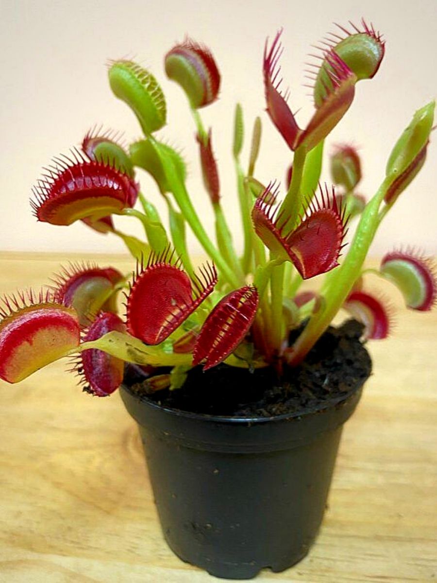 Venus Flytrap Seeds – Carnivorous Indoor & Outdoor Plants, Full Sun