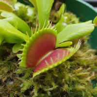 Green Venus Fly Trap Seeds – Heirloom, Non-GMO Carnivorous Plant Seeds for Planting