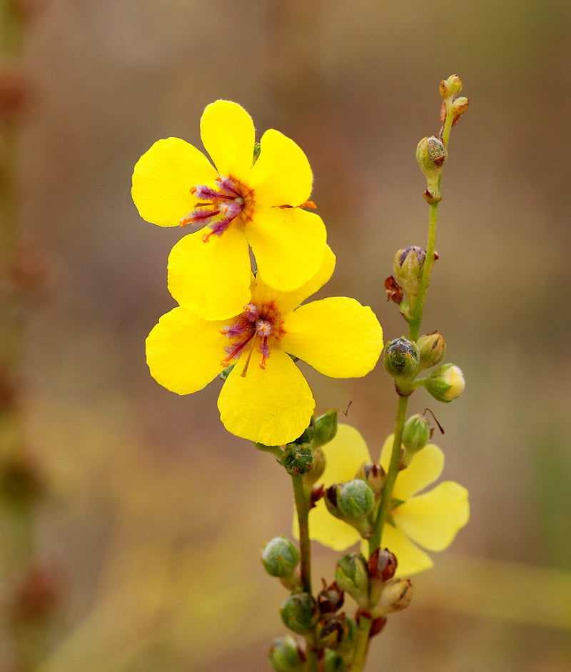 Verbascum Flower Seeds Heirloom Non GMO Planting - 100 pcs
