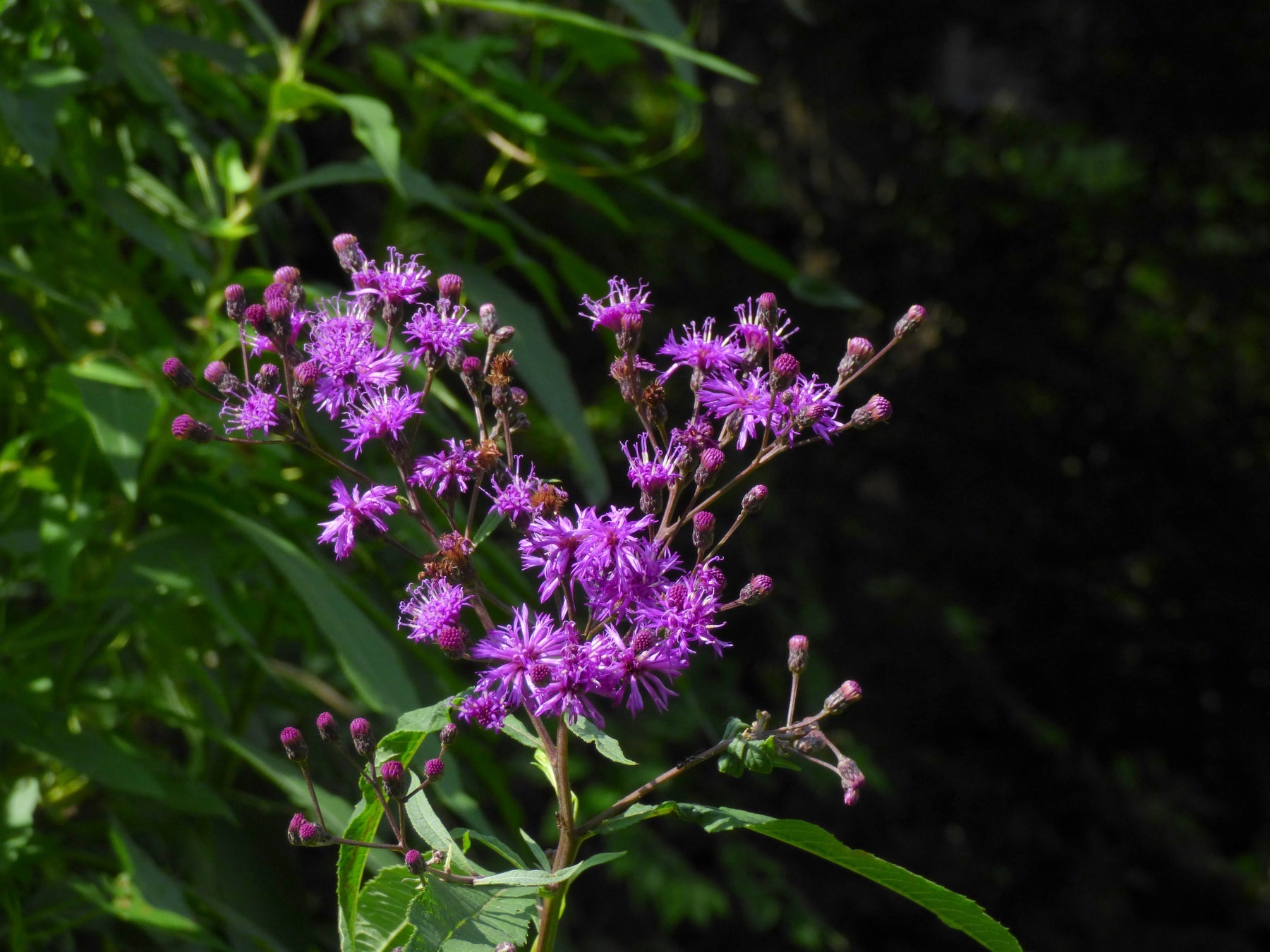 Heirloom Vernonia Gigantea Flower Seeds – Non-GMO Seeds for Tall Vibrant Garden Planting - Vernonia for planting in home garden