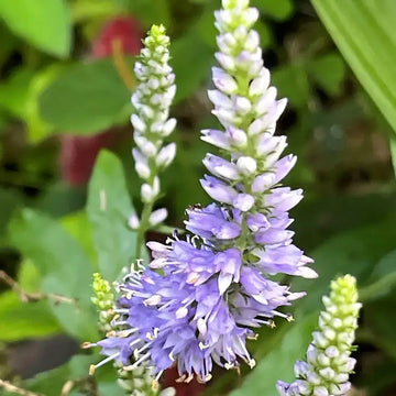 Heirloom Non-GMO Purple Veronica Spicata Flower Seeds for Vertical Bloom Displays for planting in home garden