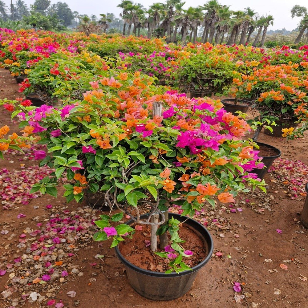 Vibrant Bougainvillea blooms covering a garden trellis in full sun.