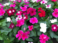 Heirloom Non-GMO Vinca Flower Seeds for Planting ƒ?? Mixed Colors, Easy-Grow Annual Blooms