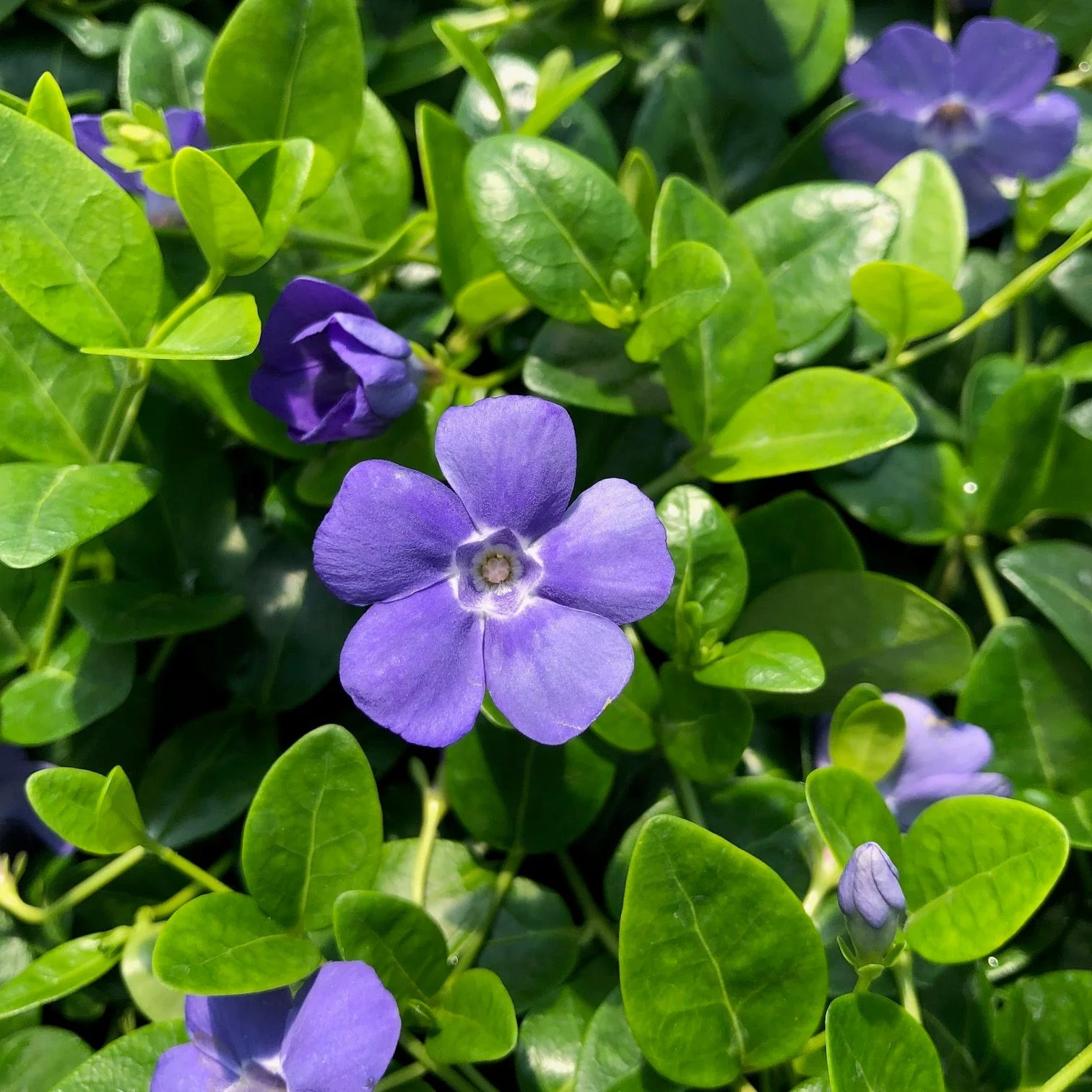 Vinca Minor Flower Seeds for Planting -NON GMO Seeds
