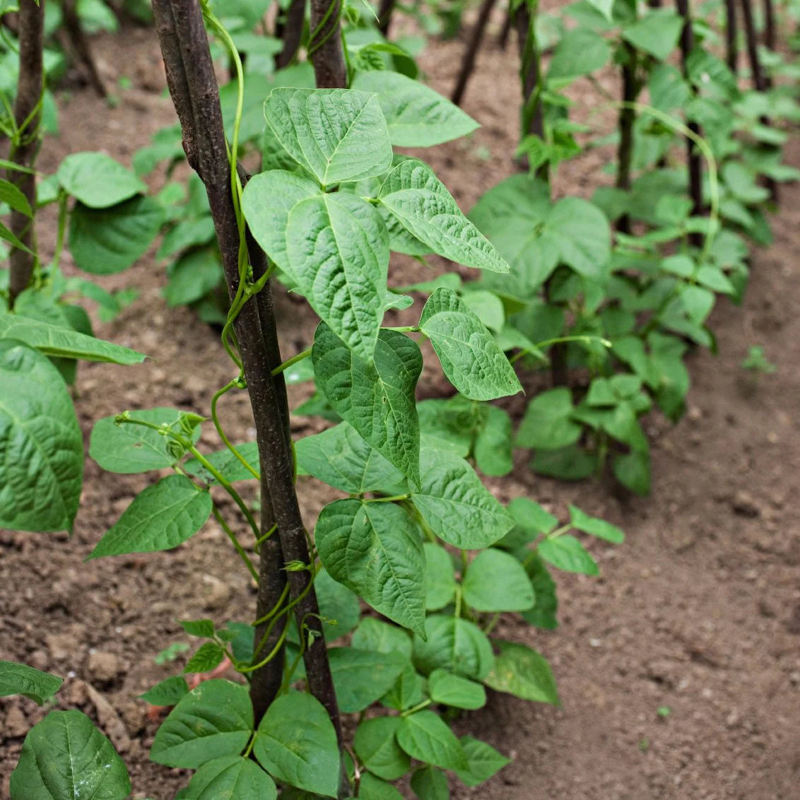 Runner Bean Pole Vegetable Seeds